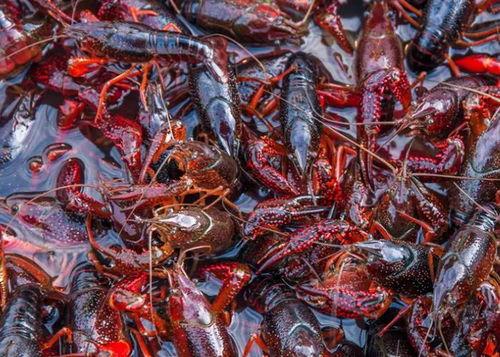 头条小龙虾爆料视频,头条视频曝光惊人真相！  第2张